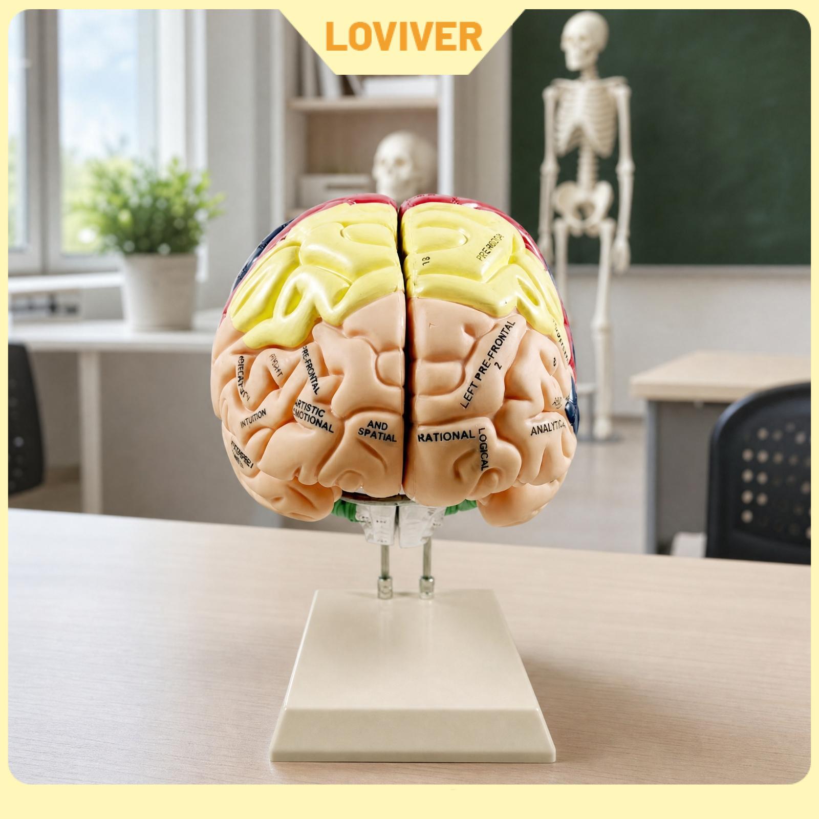 หนังสือและเครื่องดนตรี Loviver แบบจำลองโครงสร้างกายวิภาคของสมองมนุษย์พร้อมบริเวณหน้าที่ติดป้ายกำกับสำหรับการศึกษาทางการแพทย์และการแสดงห้องเรียนวิทยาศาสตร์ ราคา 8,869 บาท*ส่งฟรี