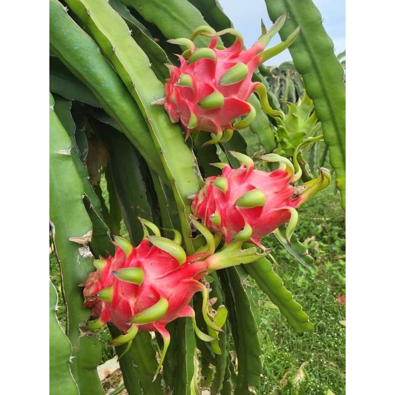 Cây giống thanh long ruột đỏ bao sống - Giống Tốt