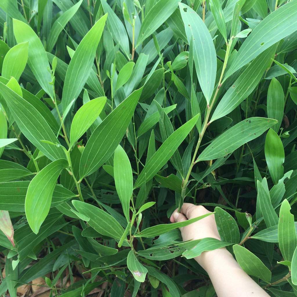 1KG hạt giống keo lai  tuyển chọn [ TÊN KHÁC: TRÀM LÁ DÀI, TRÀM LƠ CA - BAO  NẢY MẦM ]. - Cây giống An Dân