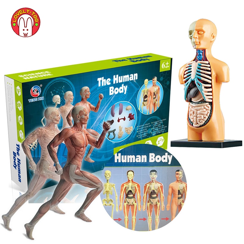 3D Human Body Anatomy Model Children Plastic DIY Skeleton Toy Science