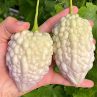 5pcs/pack Benih Taiwan Peria Epal Putih High Yield Round White Bitter Gourd Seeds for Planting  Taiwan Bitter Gourd Seeds 台湾白苹果苦瓜籽 Ilocos Ampalaya Seeds for Planting Vegetables Seeds for Gardening Balsam Pear Organic Vegetable Plants Apple Bitter Melon