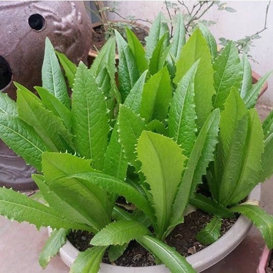 2gr hạt giống rau diếp nếp xanh