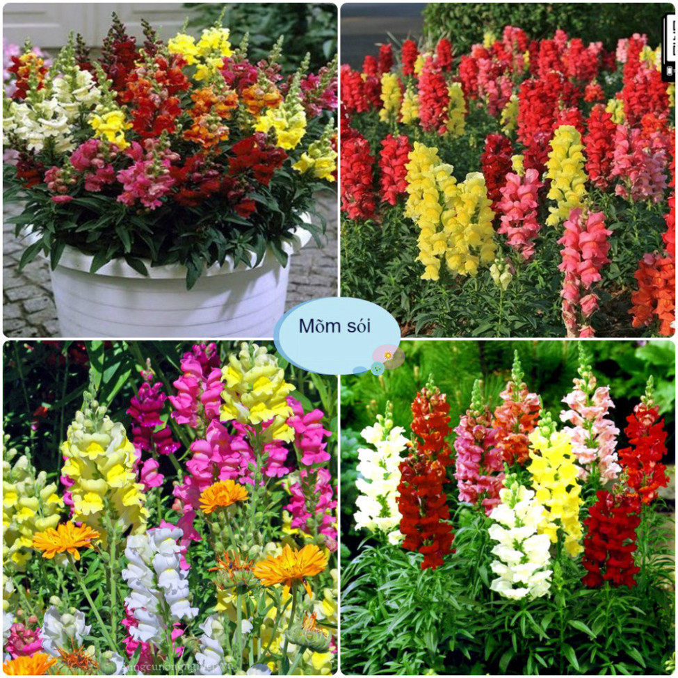 200 hạt giống hoa mõm sói