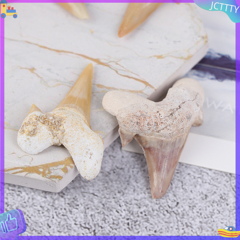 🎁 JCTTTY 🎀 Megalodon răng hóa thạch răng cá mập Mẫu giảng dạy khoa học sinh học biển