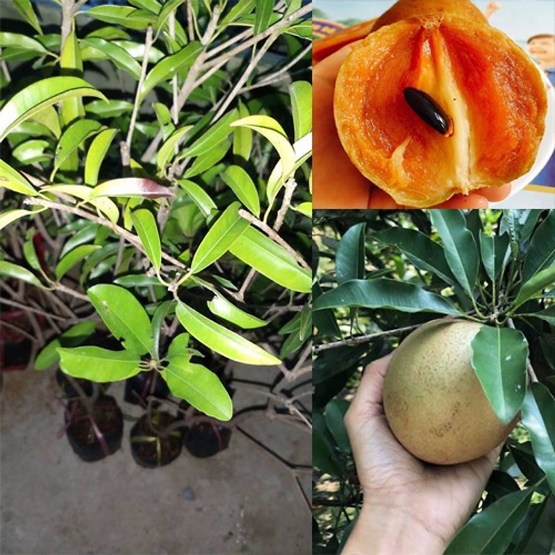 cây giống hồng xiêm mexico(sapoche mexico)