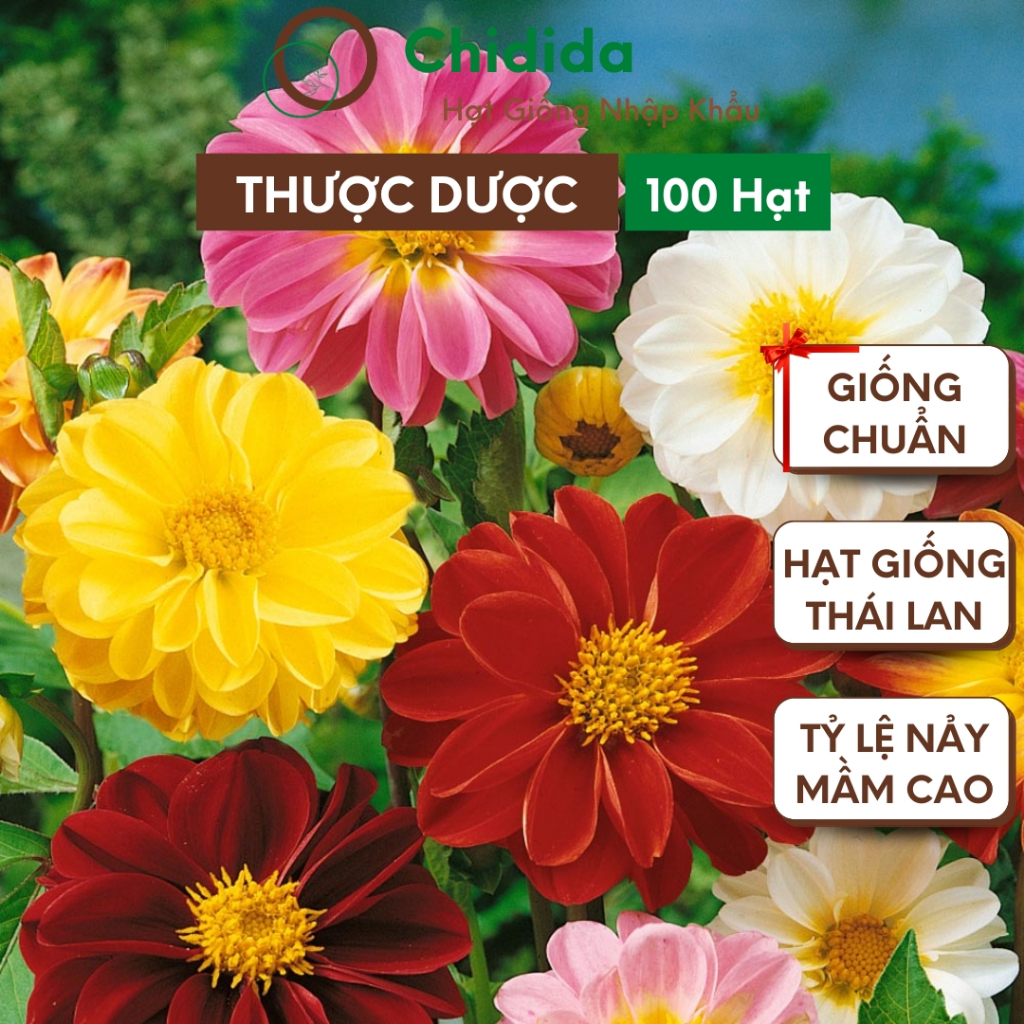 Hạt giống hoa thược dược Chidida giống hoa thược dược kép mix màu Thái Lan gói 100 hạt dễ trồng