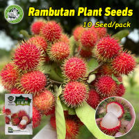 (Fast Grow)High Yield Rambutan Seeds for Planting Fruit Trees Rare Dwarf Rambutan Tree Seeds Tropical Rambutan Fruit Seeds Garden Balcony Potted Rambutan Seedlings Bonsai Fruit Tree Seeds Indoor Real Rambutan Live Plant Easy To Grow Fruits Vegetable Seeds