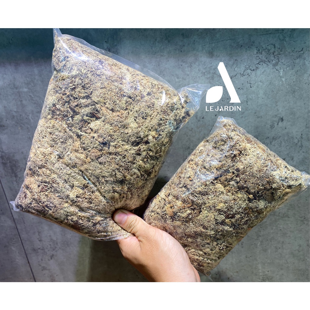 Dớn Chilê hàng nhập xịn, đã xử lý gói 100G - setup tường rêu, terrarium 100G