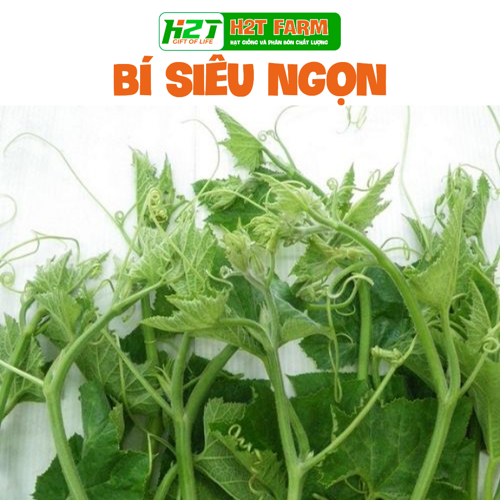 Hạt giống bí siêu ngọn siêu đọt, giòn, ngọt, trồng quanh năm - h2t farm
