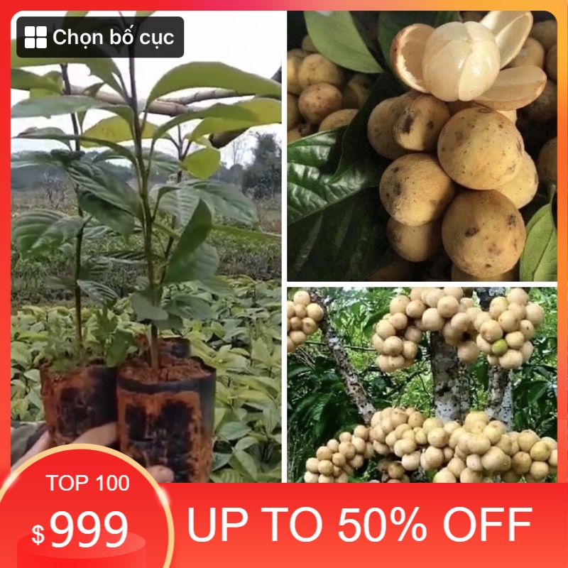 Cây giống bòn bon thái- cây cao 50-65cm