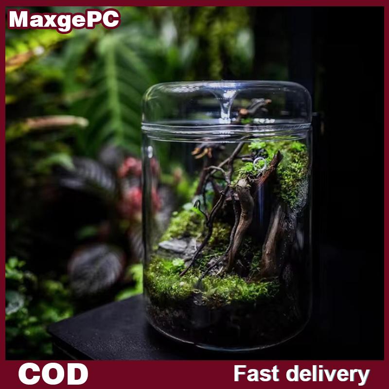 MaxgePC ขวดแก้วคอลเลกชันสุดสร้างสรรค์แจกันแก้วมอส, แจกันแก้วมอสทรงอวบน้ำภูมิทัศน์ภูมิทัศน์ภูมิทัศน์ขนาดเล็กตกแต่งบ้าน ราคา 163 บาท*ส่งฟรี