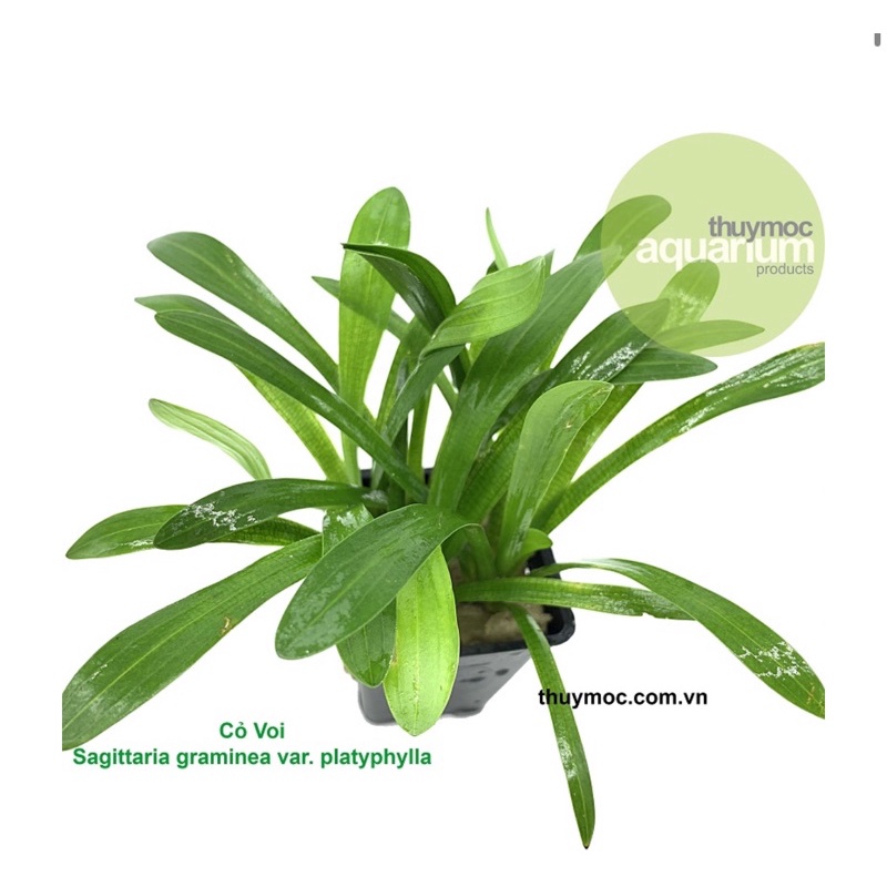 Cỏ voi thuỷ sinh - cây thuỷ sinh dễ trồng không cần co2