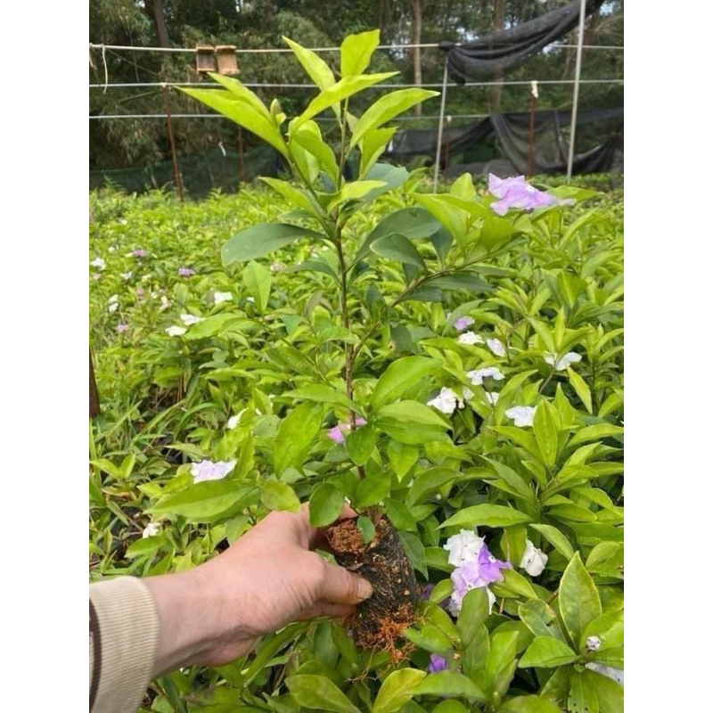 Cây giống hoa nhài nhật cao 35-40cm
