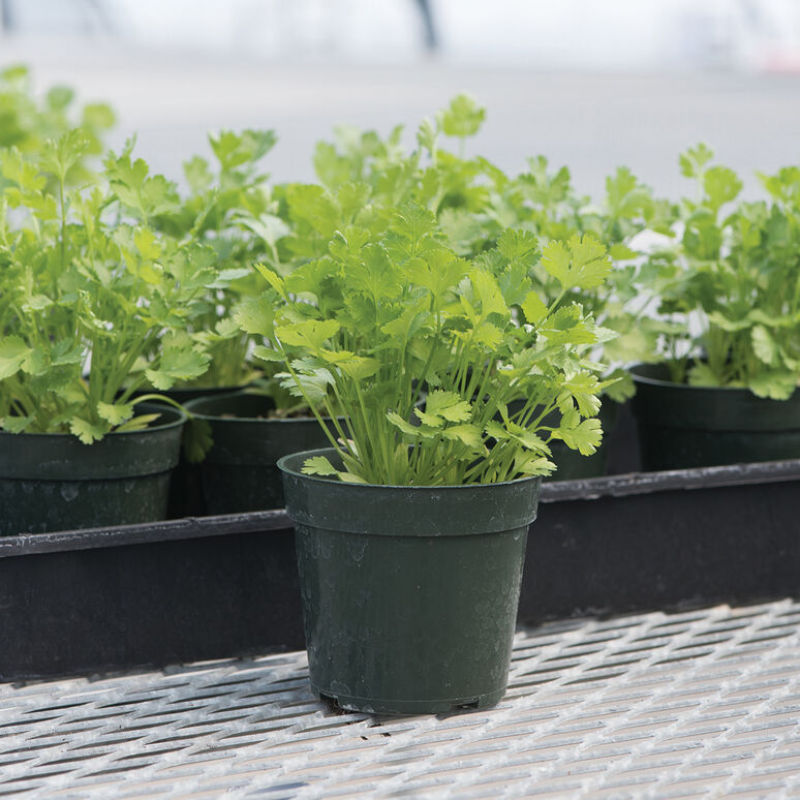 Santo Coriander Seeds (2 Packets) - GreenSpades Choice