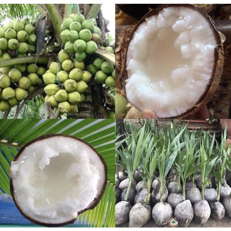  CÂY GIỐNG DỪA SÁP - dừa đặc ruột dừa kem. 