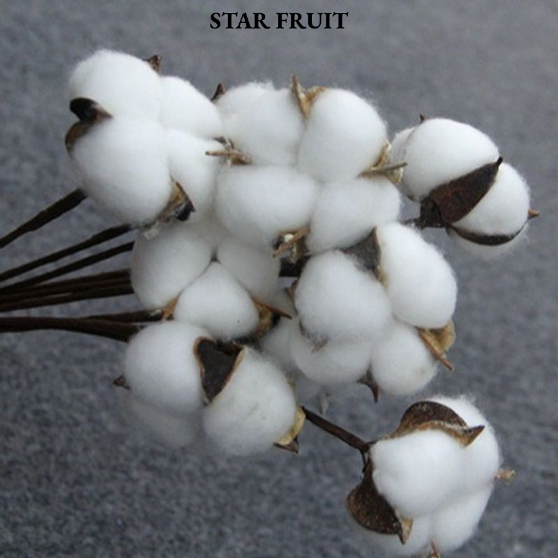 STAR FRUIT⭐ Natural Cotton Flower Bouquet Dried Floral Decor for Home, Wedding, and Gift Decoration ราคา 16 บาท*ส่งฟรี