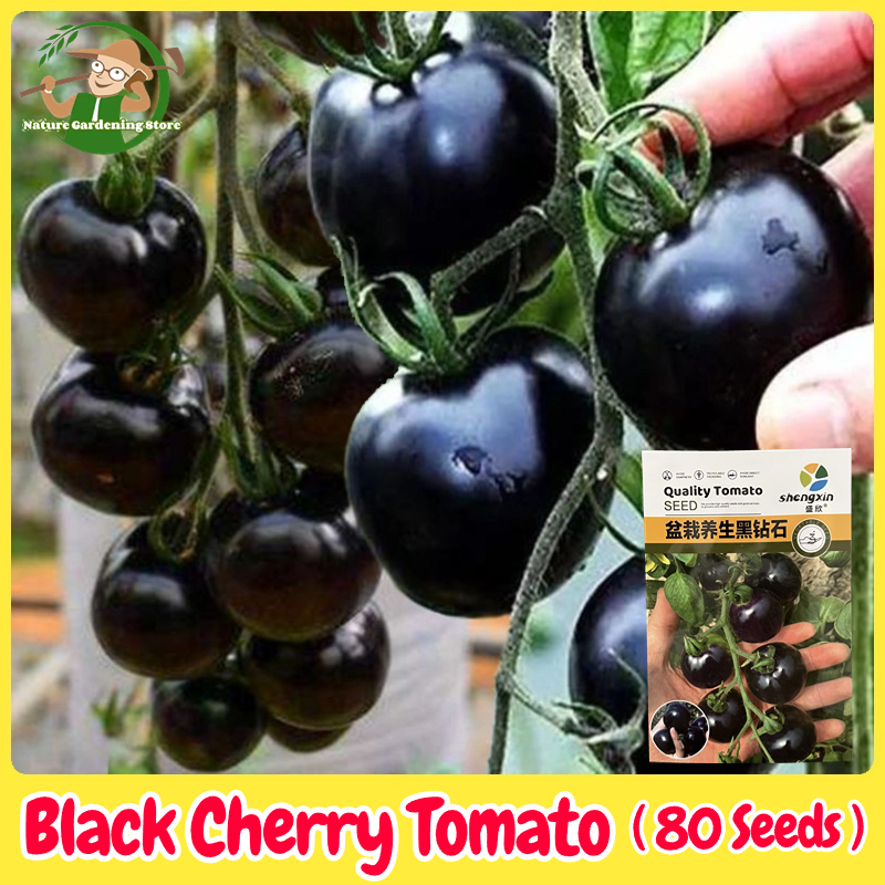 ปลูกง่ายปลูกได้ทั่วไทย เมล็ดสด100% เมล็ดพันธุ์ มะเขือเทศ เชอรี่สีดำ Black Cherry Tomato Seeds for Planting บรรจุ 80 เมล็ด มะเขือเทศเชอรี่แคระ เมล็ดพันธุ์ผัก ผักสวนครัว ต้นไม้มงคล เมล็ดบอนสี ต้นผลไม้ บอนไซ พันธุ์ผัก เมล็ดผัก เมล็ดพันธุ์พืช Vegetable Plants ราคา 38 บาท*ส่งฟรี