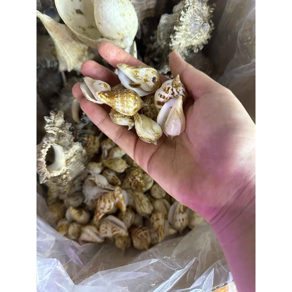 Vỏ ốc gai miệng lớn được chọn lọc - vỏ ốc mix các loại trang trí hồ cá, bể cá thuỷ sinh