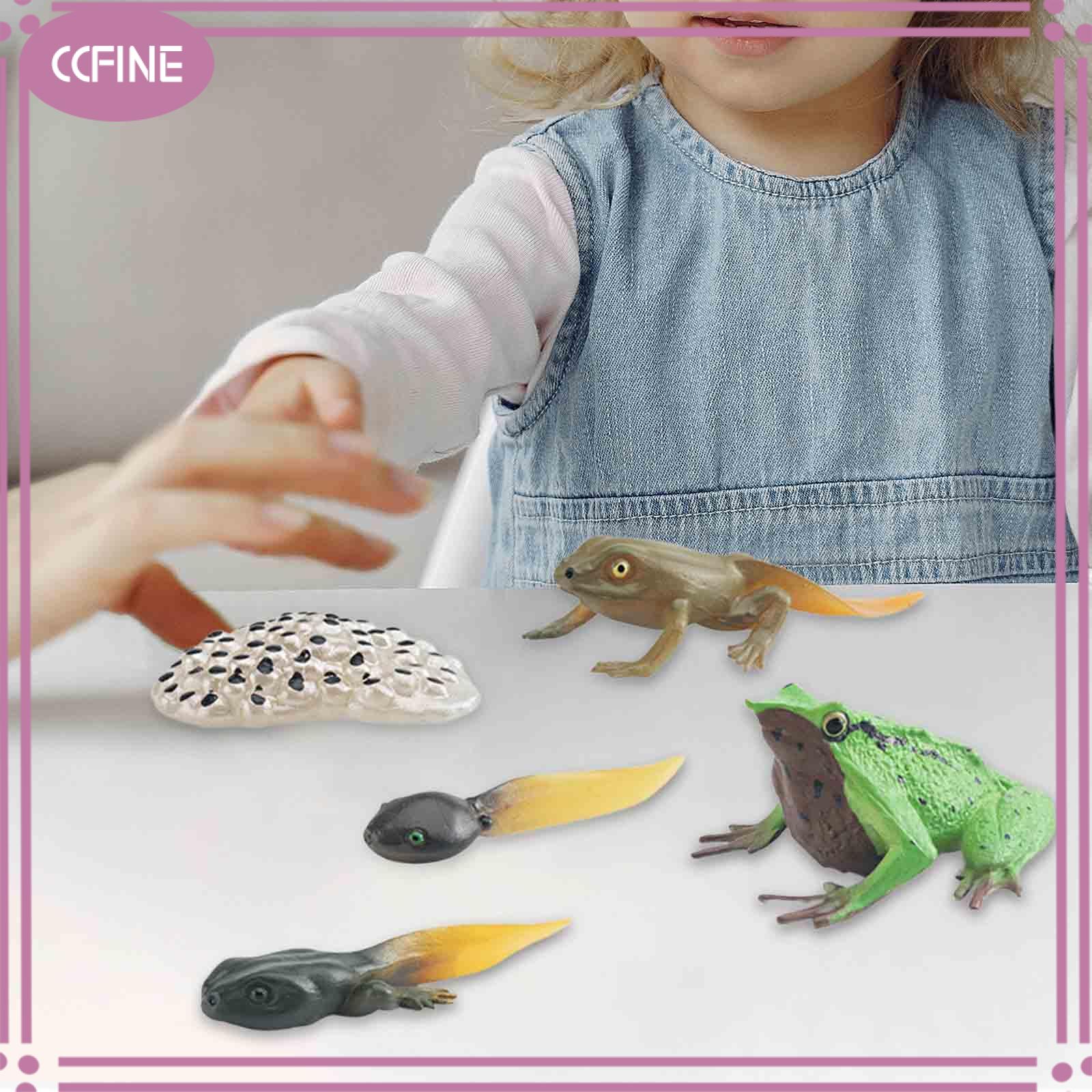 Ccfine vòng đời của mô hình sinh học Đồ chơi ếch đạo cụ giảng dạy thực tế Giáo Dục