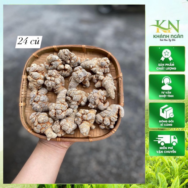 Củ tam thất Bắc hoang rừng khô Size 24 củ/kg phơi khô tam thất tươi, thơm, hàng chuẩn Tây Bắc