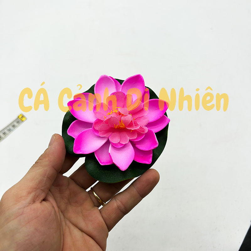 Hoa sen thả nổi mặt nước Size NHỎ BÔNG NỞ trang trí hồ cá cảnh - 8