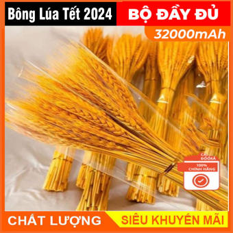 Bông Lúa Mạch Trang Trí, Bông Lúa Vàng Tài Lộc, Bó Lúa Mạch sung túc cả năm, Bông hoa khô lúa vàng trang trí ngày tết