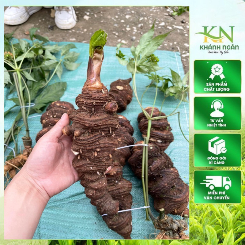 Thất diệp nhất chi hoa rừng tự nhiên tây bắc - sâm 7 lá 1 hoa - củ rắn cắn 500gr- 1kg