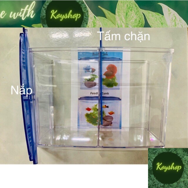 Hồ nhựa bể cá betta mini 2 ngăn - hồ nhựa mica nuôi cá để bàn