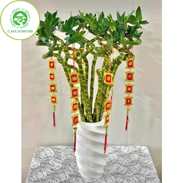 Bó 10 cây trúc đầu rồng thuỷ sinh - Cây tài lộc - phát tài xoắn (ảnh thật số 2).