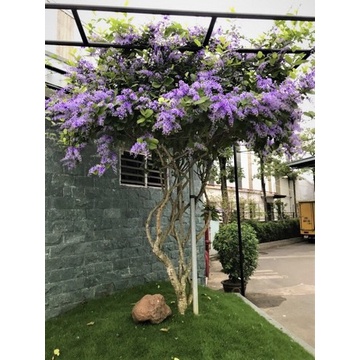 Cây mai xanh thái giống cao 10cm .