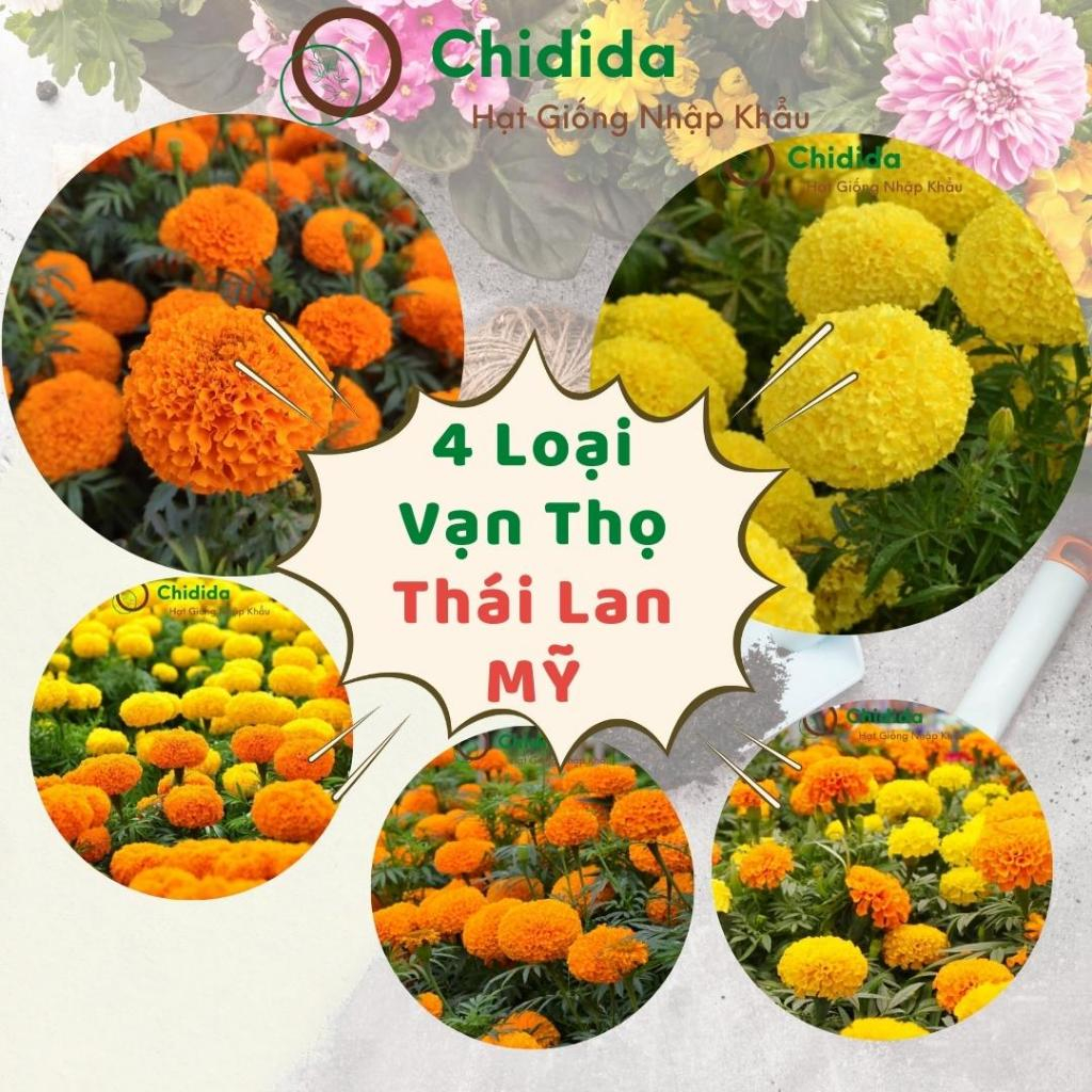 Hạt giống hoa vạn thọ Chidida giống hoa tết nhập khẩu Thái Lan hoa cúc vạn thọ lùn, cúc vạn thọ cao dễ trồng