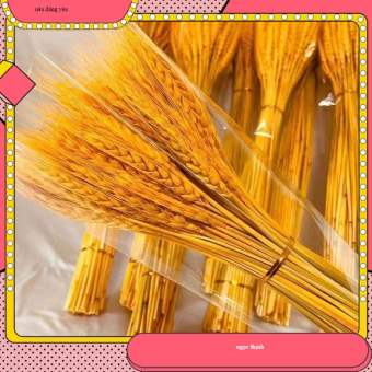 trang trí tết Bó 100 Bông Lúa Mạch Vàng loại 1 siêu đẹp, hoa khô lúa mạch tài lộc, may mắn, trang trí tết