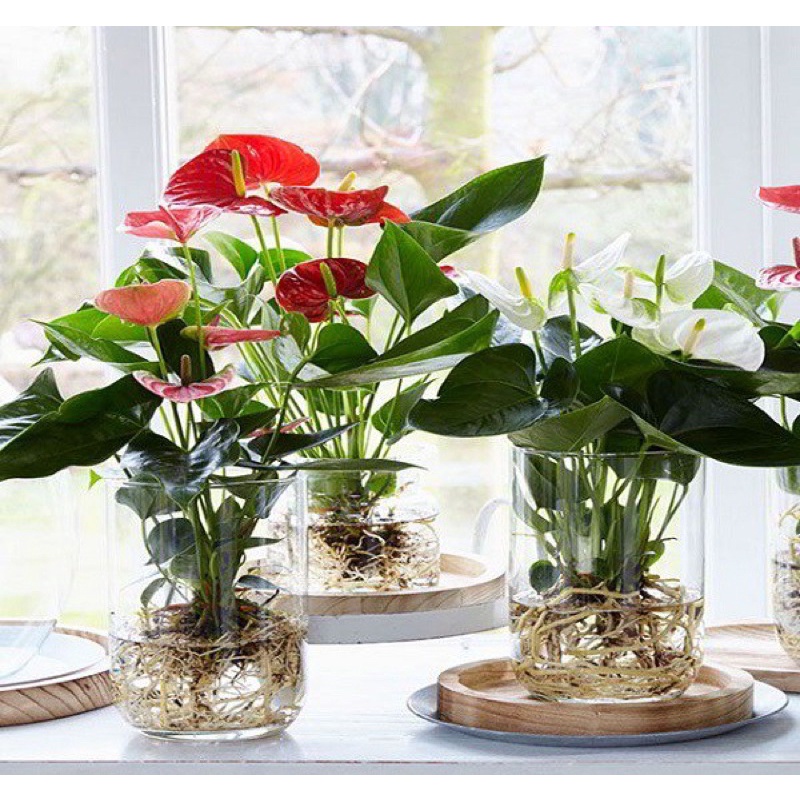 Cây hồng môn để bàn