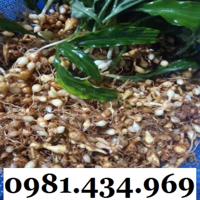 Củ Ngải Mọi (Ngải Nàng Mọi, Ngai Moi) 01KG Chất Đẹp