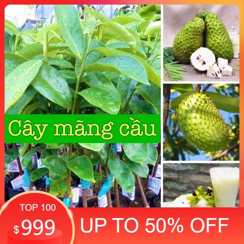 Cây mãng cầu xiêm cao 50-70 cm
