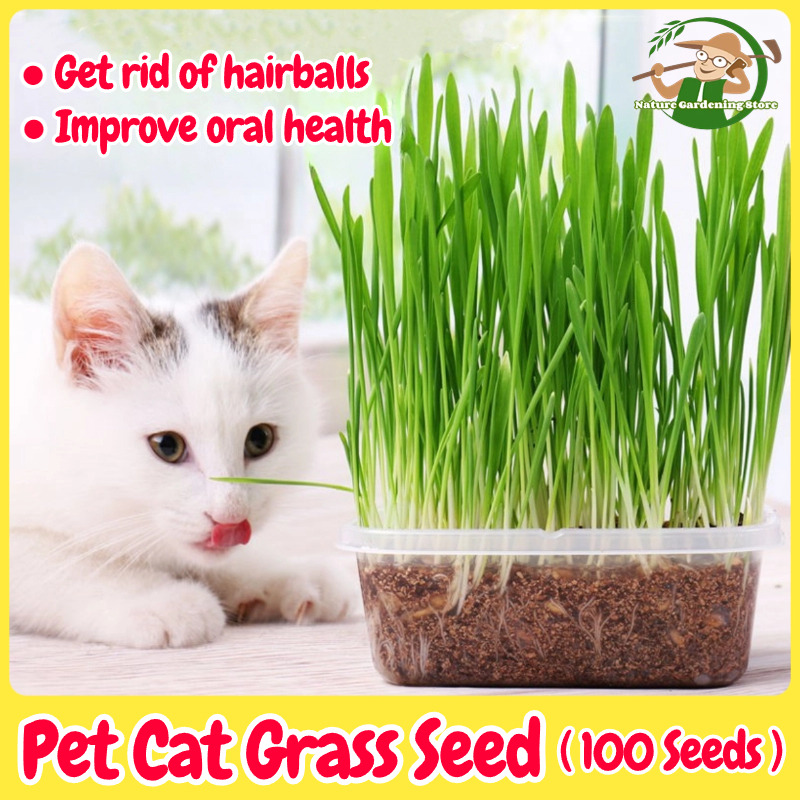 เมล็ดหญ้าแมว เมล็ดข้าวสาลี เมล็ดพันธุ์ 100 เมล็ด Natural Organic Cat Grass Seeds Hydroponic Plant ออแกนิกส์ หญ้าเเมว สำหรับสัตว์เลี้ยง ข้าวสาลีแมว หญ้าแมว ต้นอ่อนข้าวสาลี สำหรับปลูกต้นอ่อนข้าวสาลี เมล็ดพันธุ์ผัก อัตราการงอกสูง ปลูกง่าย โตไว ทันใจทาสแมว ราคา 35 บาท*ส่งฟรี