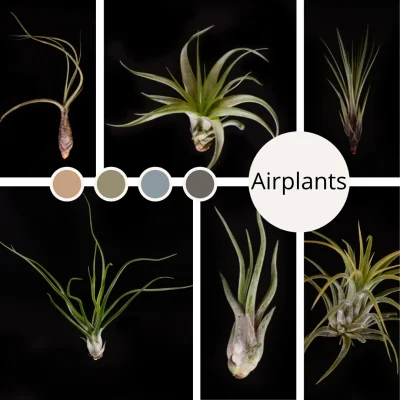 [Airplant] Common Tillandsia selection, $ 4 each or ANY 4 for $12, Plant can come with blemishes #air plant