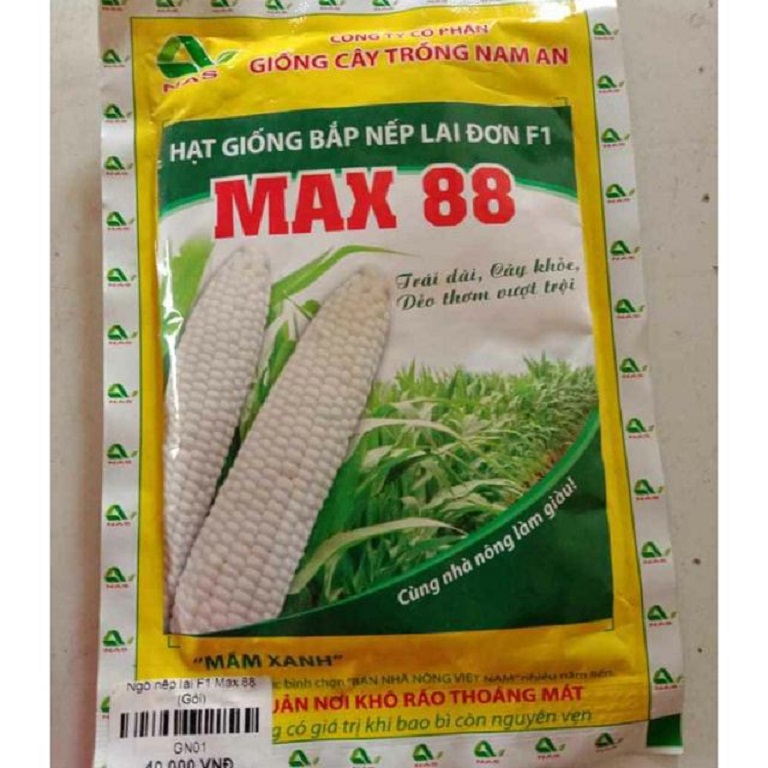 HẠT GIỐNG NGÔ LAI ĐƠN F1 MAX88 GÓI 100G -CHỐNG CHỊU TỐT VỚI SÂU
