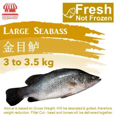Fresh Whole Large Seabass 3 to 3.5kg (Fillet Cut)