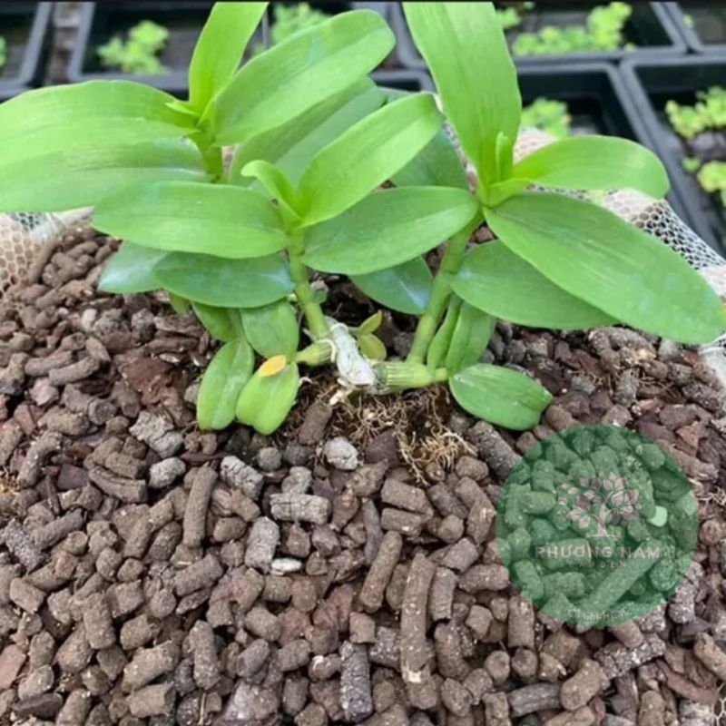 Phân trùn quế dạng viên nén 1kg -dùng bón cây