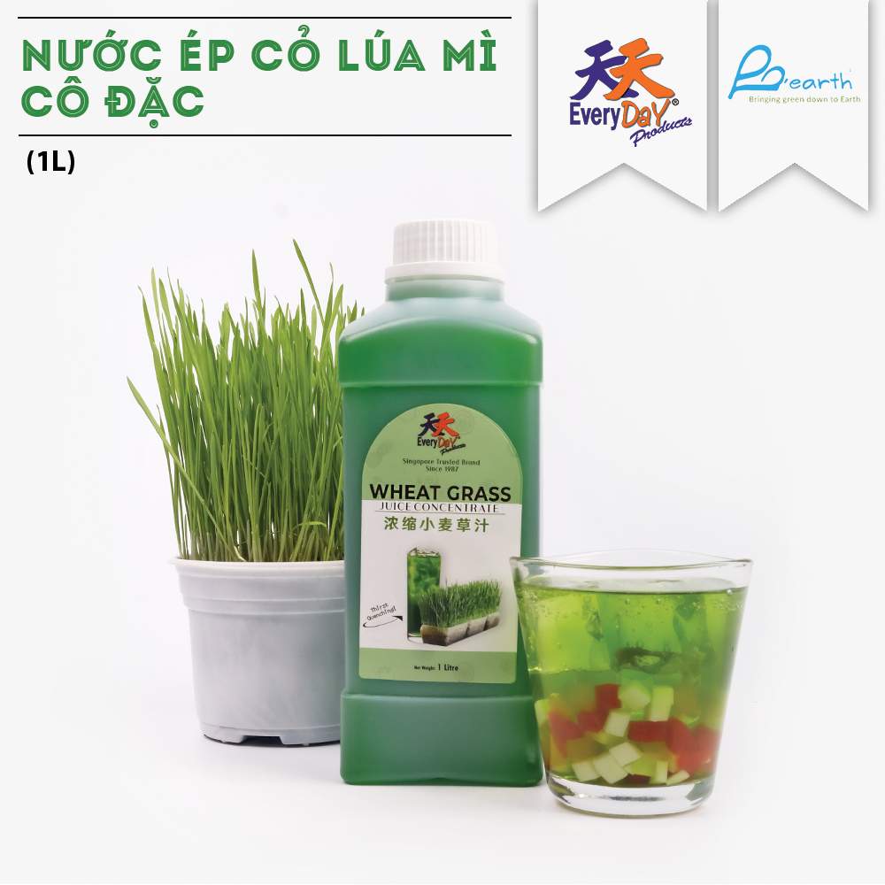 [Sing Shiok] Nước cốt cỏ lúa mì cô đặc thương hiệu Everyday Singapore - Can 1L-4L