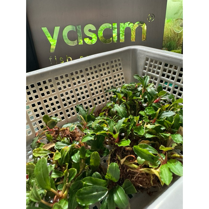 Bucephalandra Live Aquatic Plants - Assorted Species, Potted