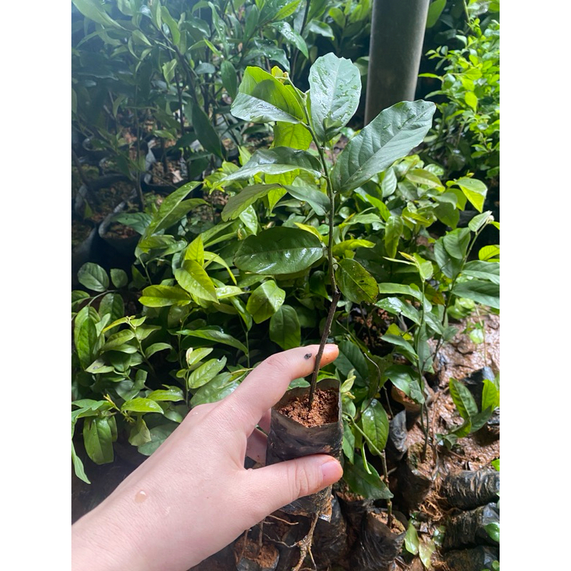 Cây giống hoa dẻ thơm