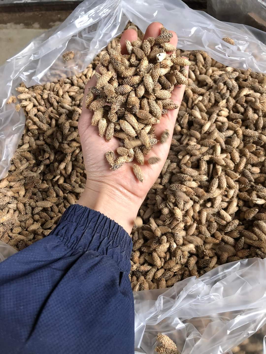 Quả ké đầu ngựa bỏ lông 1kg