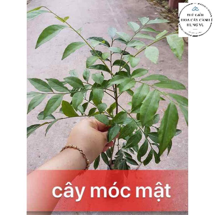 Cây móc mật giống - thế giới hoa cây cảnh - - cây gia vị ăn quả và cây dược liệu - hàng chuẩn có bảo hành