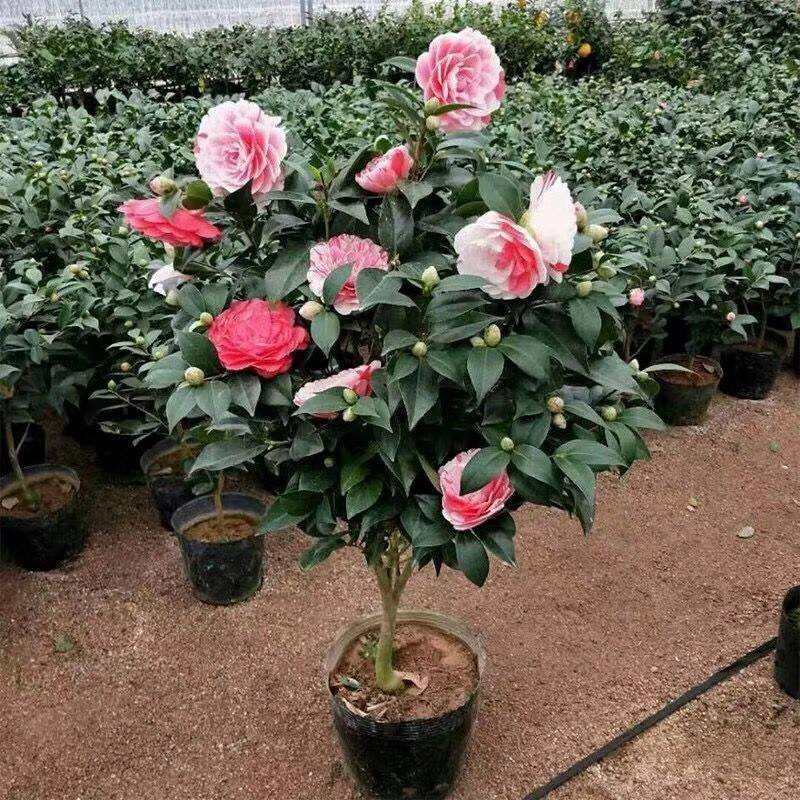  GIỐNG CÂY HOA TRÀ MY CAO 30-40CM 