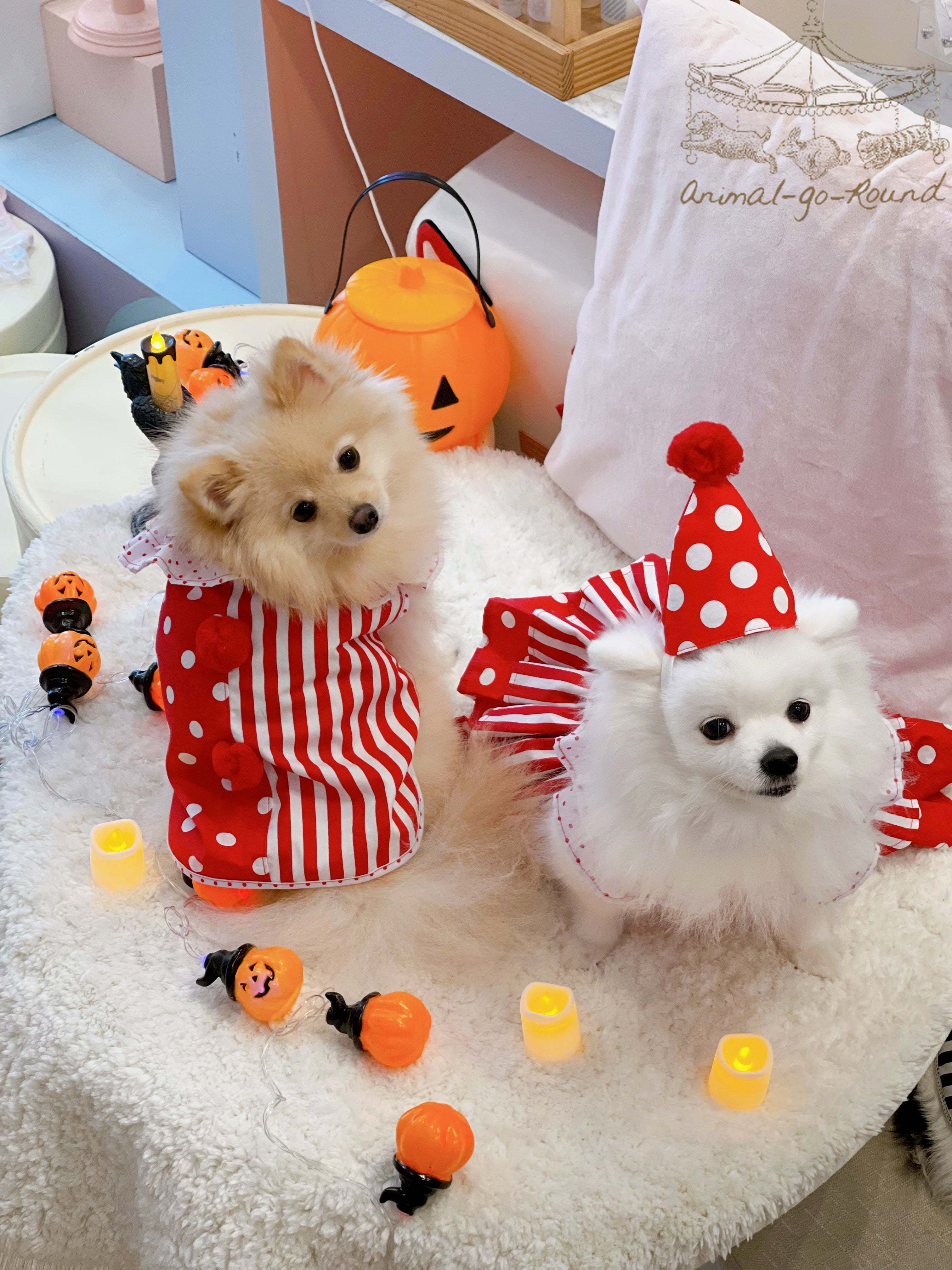 Animal-Go-Round เสื้อผ้าเครื่องแต่งกาย สัตว์เลี้ยง, หมา, แมว, สุนัข รุ่น Poppy Bozo Boy ราคา 650 บาท*ส่งฟรี