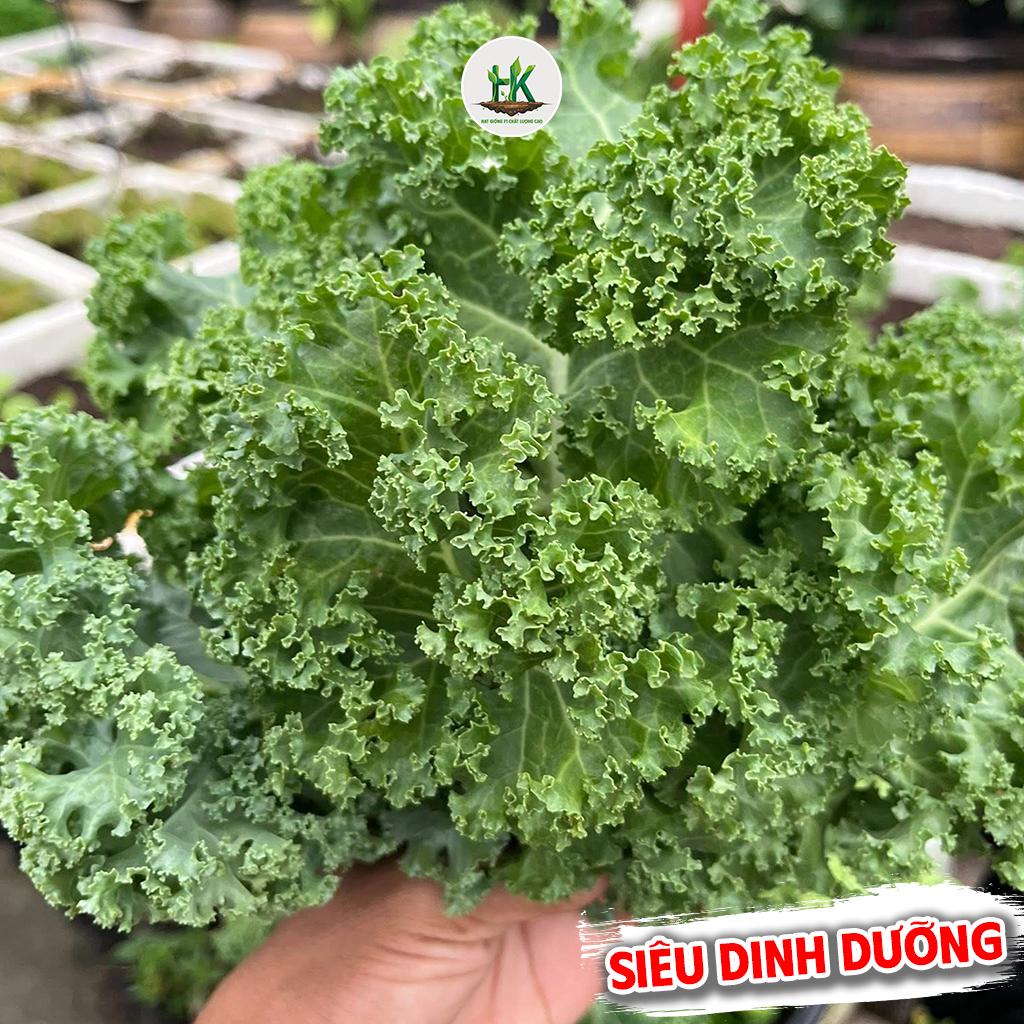 [GÓI 500 HẠT] Hạt giống Cải Xoăn Kale Xanh Siêu Dinh Dưỡng,Giống Nhập Dễ Trồng, Chịu Nhiệt, Trồng Quanh Năm - HK Seeds