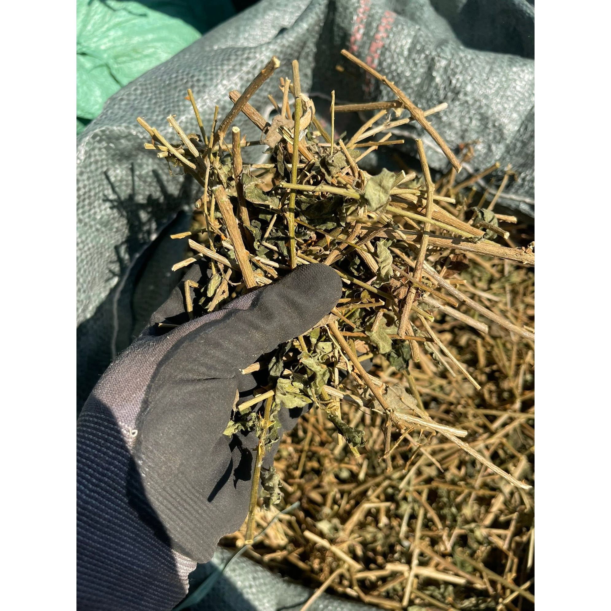 (1kg) Cà gai leo sạch sấy khô loại 1 (1kg) phà trà giúp giải độc gan, bảo vệ tế bào gan, thanh nhiệt mát gan