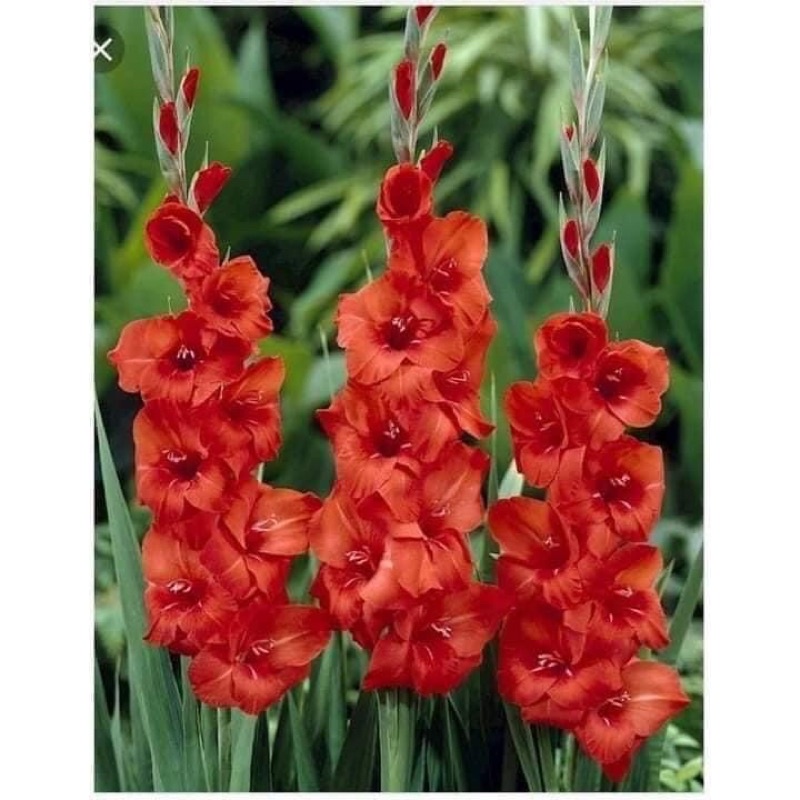 Củ hoa lay ơn đã kích rễ kích mầm
